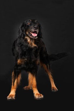 Hovawart köpeği siyah arka planda tek başına duruyor.