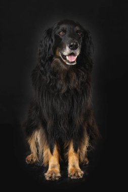 Hovawart köpeği siyah arka planda tek başına oturuyor.
