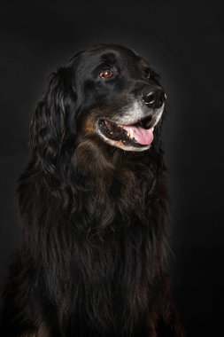 Hovawart köpeği siyah arka planda tek başına oturuyor.