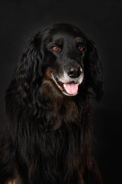 Hovawart köpeği siyah arka planda tek başına oturuyor.