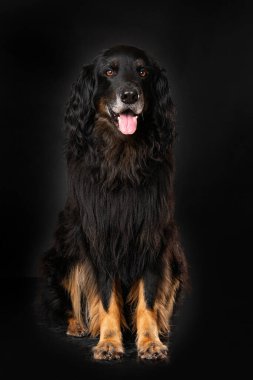 Hovawart köpeği siyah arka planda tek başına oturuyor.