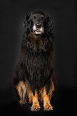 Hovawart köpeği siyah arka planda tek başına oturuyor.