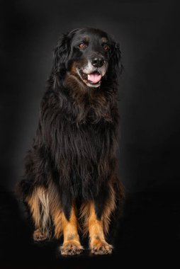 Hovawart köpeği siyah arka planda tek başına oturuyor.