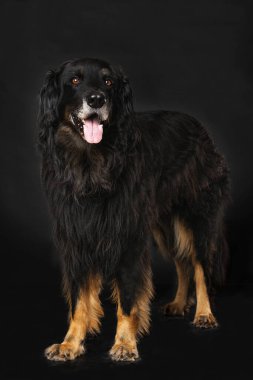 Hovawart köpeği siyah arka planda tek başına duruyor.