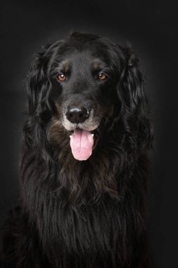 Hovawart köpeği siyah arka planda tek başına oturuyor.