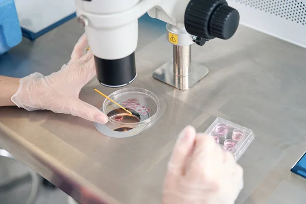 Laboratorní Asistent Vyšetřuje Biomateriál Odebraný Embryových Blocích Specialista Používá Mikroskop — Stock fotografie