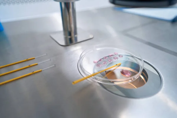 Drops of pink liquid on a special glass and straws for embryos are on the laboratory table.