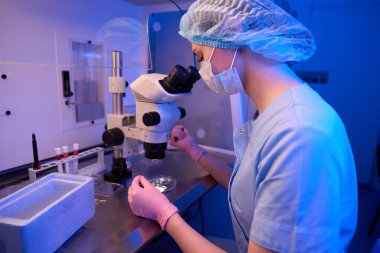 Dişi bilim adamı, laboratuvarda mikroskop altında, petri kabında Okosit ile spermi karıştırıyor.