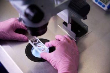 Pembe eldivenli bir erkek mikroskop altında hücre kültürleriyle birlikte ayrıntılı analiz için doğru yeri sağlama alıyor.