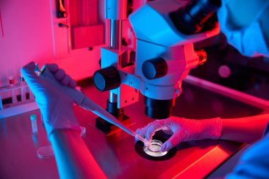 Bir embriyolog, canlı kırmızı ve mavi ışık altında, pipette kullanırken bir örneği dikkatlice mikroskop altına yerleştirir.