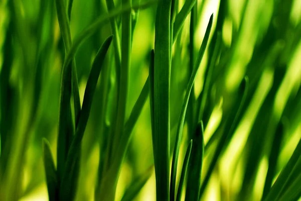 Zielone Tło Młodej Roślinności Zbliżenie — Zdjęcie stockowe