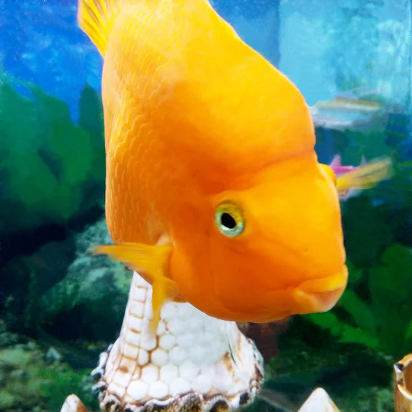 Duża Czerwona Akwarium Ryba Patrzy Ciebie Zbliżenie — Zdjęcie stockowe