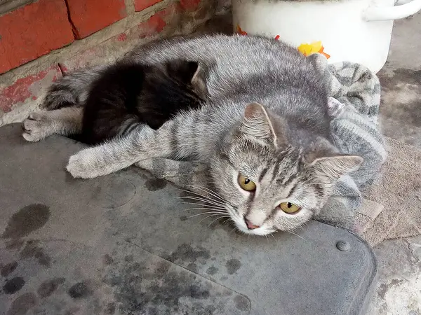 Gri anne kedi bebeğini yan yatarak besliyor.