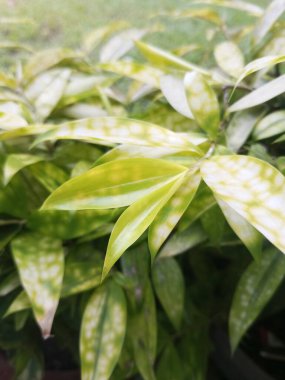 Evin yeşil ve güzel ön bahçesindeki Dracaena reflexa çiçeğinin fotoğrafı 