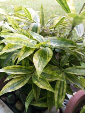 Evin yeşil ve güzel ön bahçesindeki Dracaena reflexa çiçeğinin fotoğrafı 