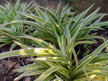 Güzel ve cezbedici bahçeye dekoratif yeşil örümcek bitkileri. 