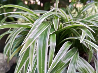 Güzel ve cezbedici bahçeye dekoratif yeşil örümcek bitkileri. 