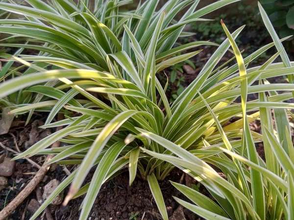 Plant decorative green spider plants in a beautiful and attractive garden