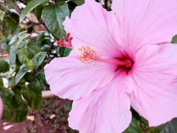 Flor Hibisco Rosa Plena Floração Brilhante Bonita — Fotografia de Stock