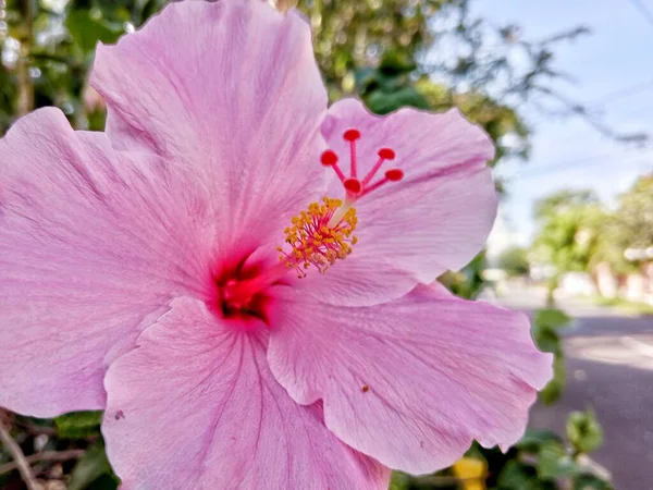 Рожева Квітка Гібіскуса Повному Цвітіння Яскрава Красива — стокове фото