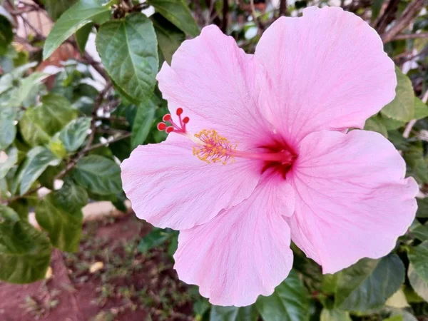 The pink hibiscus flower in full bloom is bright and beautiful
