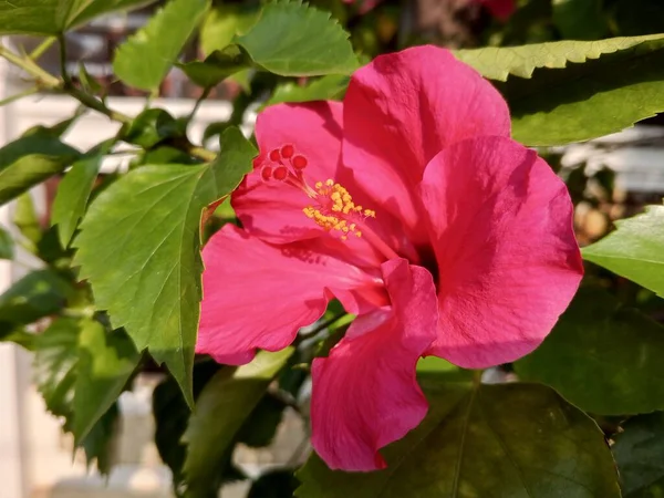 Красива Квітуча Червона Квітка Гібіскуса Свіжа Приваблива — стокове фото
