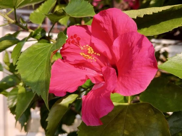 Красивый Цветущий Красный Цветок Гибискуса Свежий Привлекательный — стоковое фото