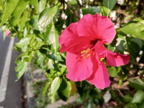 Uma Bela Flor Hibisco Vermelho Florescendo Fresco Atraente — Fotografia de Stock