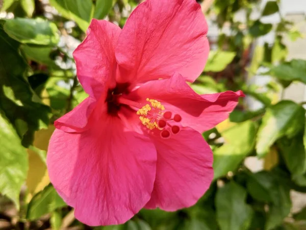 Красива Квітуча Червона Квітка Гібіскуса Свіжа Приваблива — стокове фото