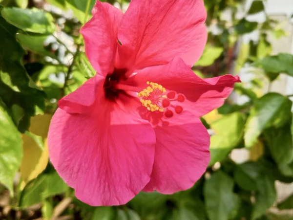 Egy Gyönyörű Virágzó Vörös Hibiszkusz Virág Friss Vonzó — Stock Fotó