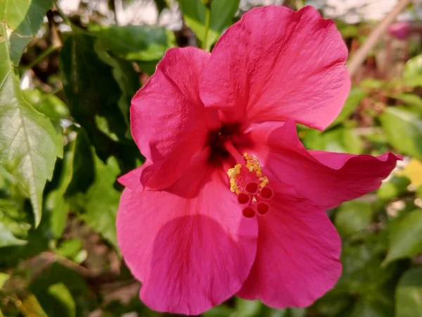 Piękny Kwitnący Czerwony Kwiat Hibiskusa Świeże Atrakcyjne — Zdjęcie stockowe