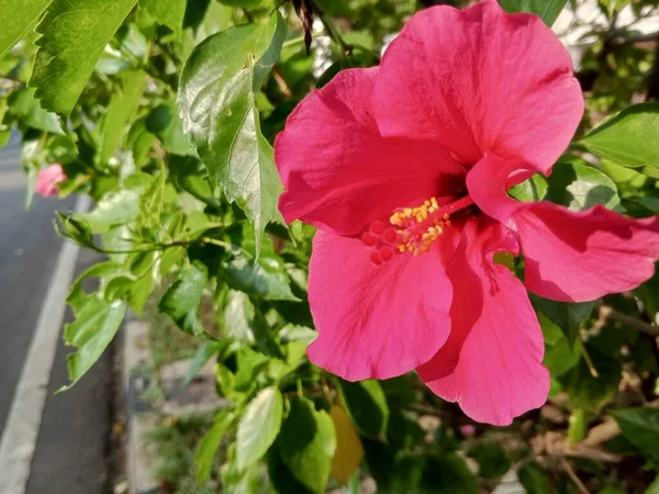 Vacker Blommande Röd Hibiskusblomma Fräsch Och Attraktiv — Stockfoto