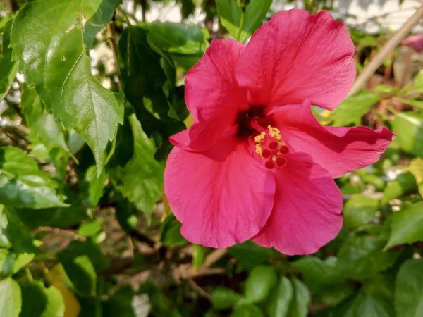 Красивый Цветущий Красный Цветок Гибискуса Свежий Привлекательный — стоковое фото