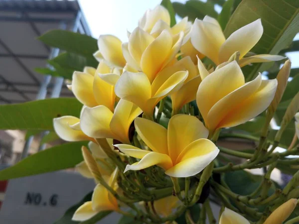 Kambodžská Bílá Žlutá Plumeria Rostlina Kvetoucí Stromě Čerstvými Zelenými Listy — Stock fotografie
