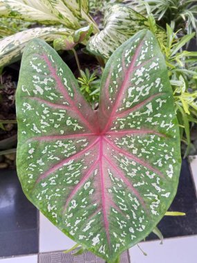 Caladium bicolor ev bitkileri yeşil ve güzel pembe renklidir.