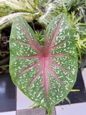 Caladium bicolor ev bitkileri yeşil ve güzel pembe renklidir.