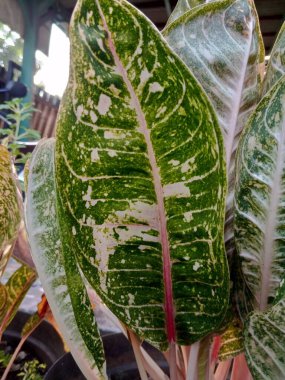 Tropiklerdeki bahçeler için güzel Aglaonema bitki örtüsü. 