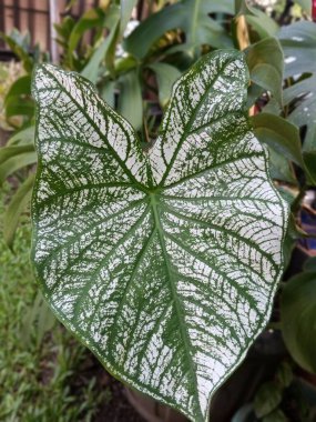 Güzel beyaz ve yeşil yapraklı süs bitkisi Caladium bicolor