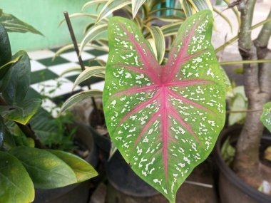 Caladium bicolor ev bitkileri yeşil ve güzel pembe renklidir.