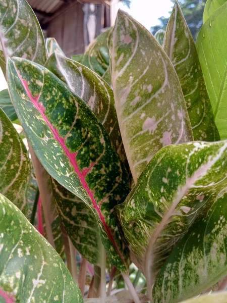 Prachtige Aglaonema Kruidachtige Blad Plant Voor Tuinen Tropen — Stockfoto