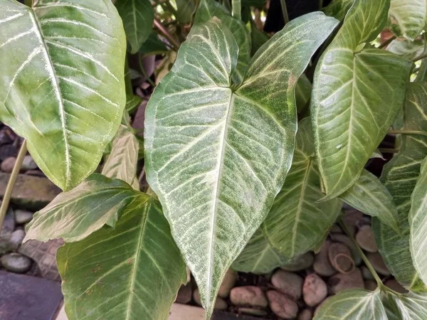 Декоративное Растение Syngonium Podophyllum Стабильно Растущее Тропической Азии — стоковое фото