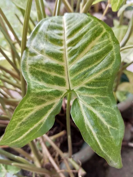 熱帯アジアで安定的に成長する観賞植物 シンゴニウム ポドフィルム — ストック写真