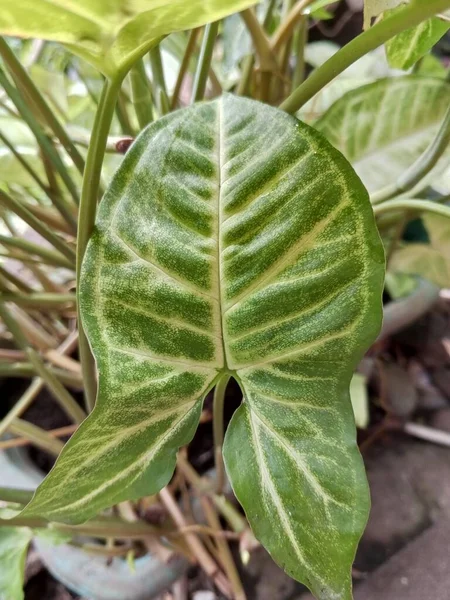 熱帯アジアで安定的に成長する観賞植物 シンゴニウム ポドフィルム — ストック写真