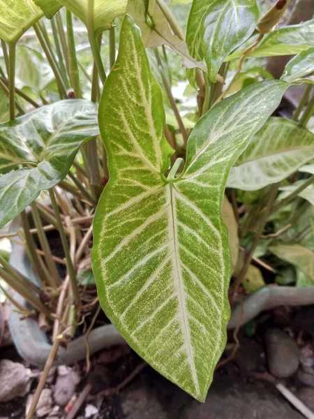 Tumbuhan Ornamental Syngonium Podophyllum Yang Tumbuh Stabil Asia Tropis — Stok Foto
