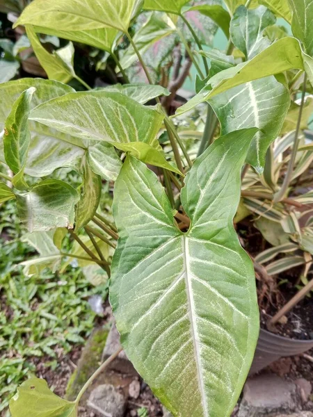 Tumbuhan Ornamental Syngonium Podophyllum Yang Tumbuh Stabil Asia Tropis — Stok Foto