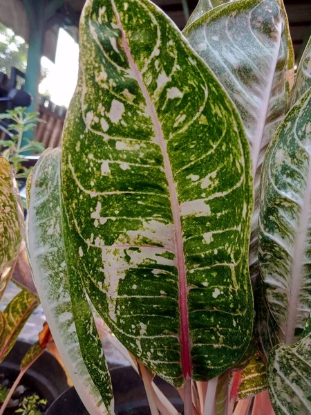 Indah Aglaonema Herbaceous Tanaman Dedaunan Untuk Kebun Daerah Tropis — Stok Foto