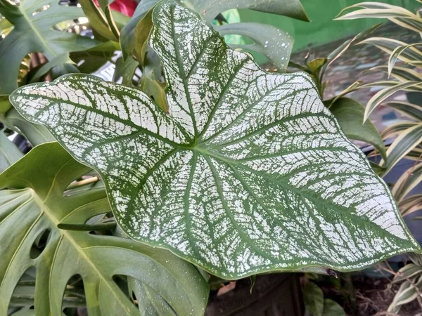 美しい白と緑の葉を持つ観賞植物カラジウムの二色 — ストック写真