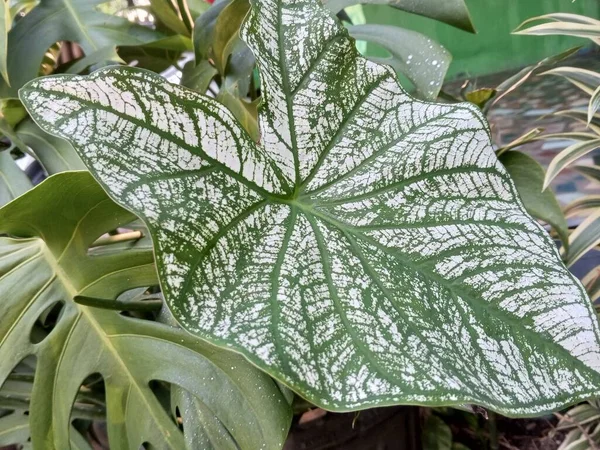 Декоративное Растение Двухцветный Каладиум Красивыми Белыми Зелеными Листьями — стоковое фото