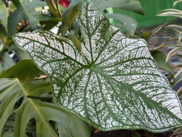 Декоративное Растение Двухцветный Каладиум Красивыми Белыми Зелеными Листьями — стоковое фото