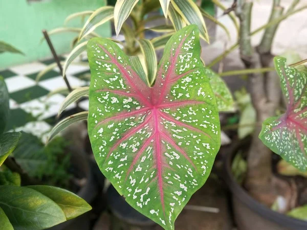 Caladium Bicolor Zimmerpflanzen Sind Grün Mit Schönen Rosa Farbtönen — Stockfoto